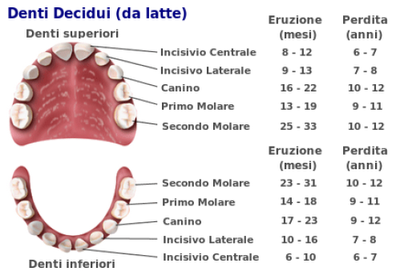 Dentizione del neonato: a quali mesi spuntano, disturbi 